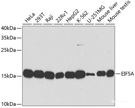 Western blot analysis of extracts of various cell lines using IRF3 Polyclonal Antibody at dilution of 1:1000.