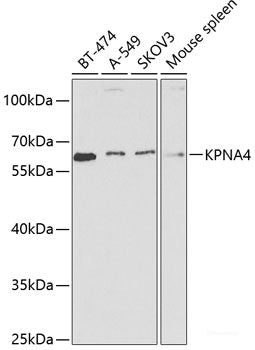 Western blot analysis of extracts of various cell lines using STMN1 Polyclonal Antibody at dilution of 1:1000.