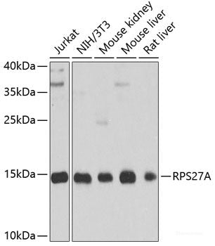 Immunofluorescence analysis of HeLa cells using MSN Polyclonal Antibody