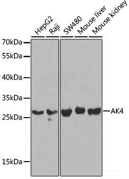 Western blot analysis of extracts of various cell lines using ZAP70 Polyclonal Antibody at dilution of 1:1000.