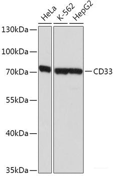 Western blot analysis of extracts of HeLa cells using PATE3 Polyclonal Antibody.