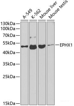 Immunofluorescence analysis of MCF-7 cells using REST Polyclonal Antibody