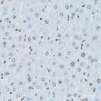 Immunofluorescence analysis of MCF-7 cells using EGLN1 Polyclonal Antibody