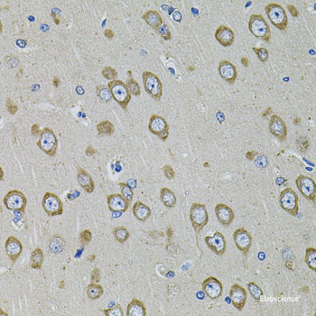 Western blot analysis of extracts of various cell lines using DiMethyl-Histone H3-K4 Polyclonal Antibody.