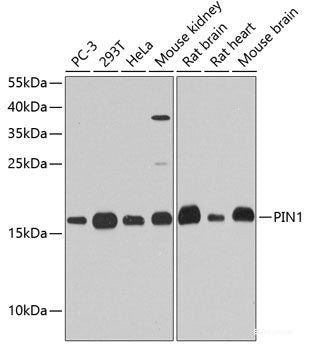 Western blot analysis of extracts of various cell lines using MonoMethyl-Histone H3-K9 Polyclonal Antibody.