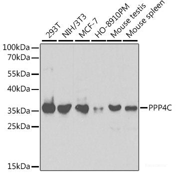 Western blot analysis of extracts of various cell lines using TriMethyl-Histone H3-K9 Polyclonal Antibody at dilution of 1:1000.
