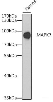 Western blot analysis of extracts of various cell lines using DiMethyl-Histone H3-K27 Polyclonal Antibody.