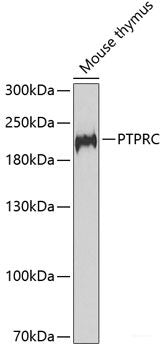Western blot analysis of extracts of various cell lines using DiMethyl-Histone H3-K36 Polyclonal Antibody.