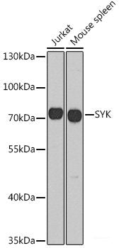 Western blot analysis of extracts of various cell lines using MonoMethyl-Histone H4-K20 Polyclonal Antibody.