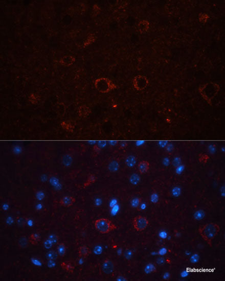 Western blot analysis of extracts of various cell lines using DiMethyl-Histone H4-K20 Polyclonal Antibody.