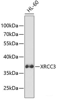 Western blot analysis of extracts of various cell lines using Asymmetric DiMethyl-Histone H3-R26 Polyclonal Antibody.