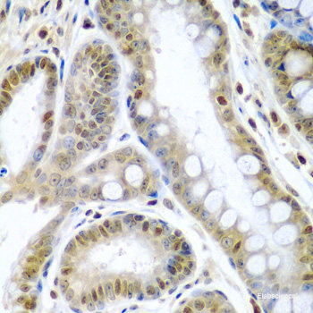 Western blot analysis of extracts of various cell lines using PDCD4 Polyclonal Antibody.