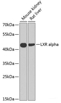 Western blot analysis of extracts of A-549 cells using WWP2 Polyclonal Antibody.