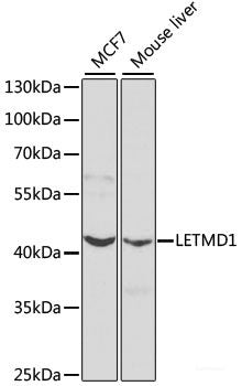 Western blot analysis of extracts of various cell lines using NF2 Polyclonal Antibody at dilution of 1:1000.