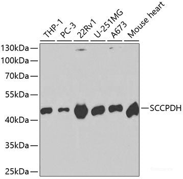 Western blot analysis of extracts of various cell lines using EEF1A2 Polyclonal Antibody at dilution of 1:1000.