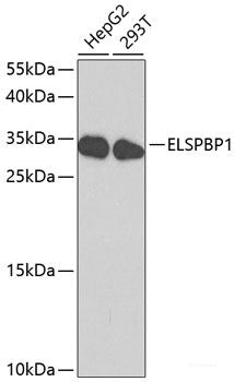 Western blot analysis of extracts of various cell lines using Hsc70 Polyclonal Antibody at dilution of 1:1000.
