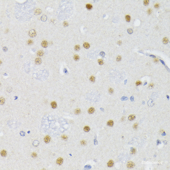Immunohistochemistry of paraffin-embedded Rat brain using POLR2L Polyclonal Antibody at dilution of 1:200 (40x lens).