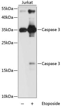 Western blot analysis of extracts of various cell lines using ILF3 Polyclonal Antibody at dilution of 1:1000.