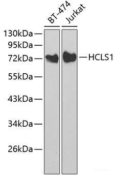 Immunohistochemistry of paraffin-embedded Rat ovary using APOBEC3F Polyclonal Antibody at dilution of 1:100 (40x lens).