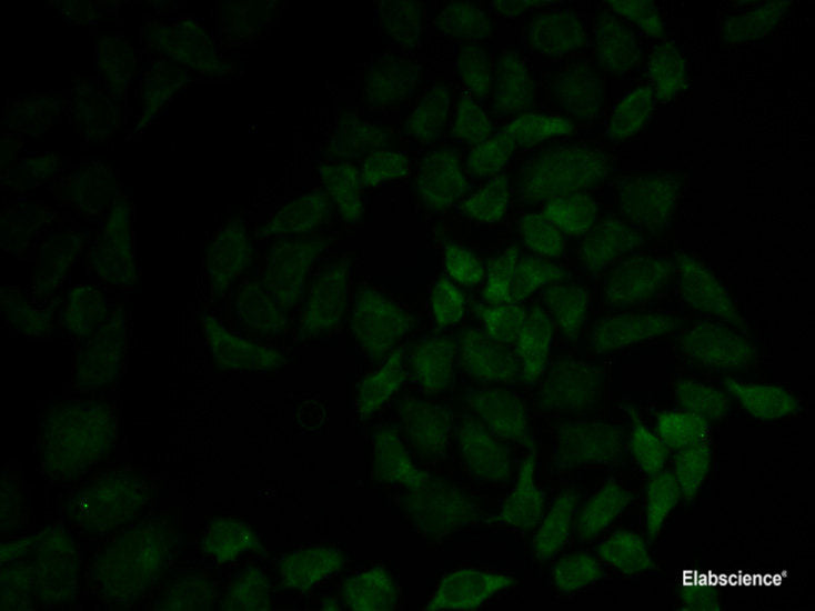 Immunofluorescence analysis of U2OS cells using PSMA1 Polyclonal Antibody at dilution of 1:100. Blue: DAPI for nuclear staining.