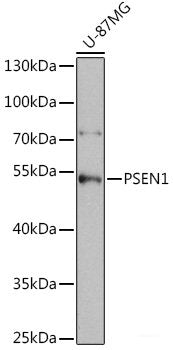 Western blot analysis of extracts of various cell lines using GJA4 Polyclonal Antibody at dilution of 1:1000.