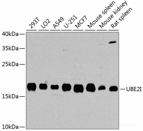 Western blot analysis of extracts of various cell lines using TMPO Polyclonal Antibody at dilution of 1:1000.