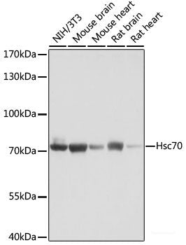 Western blot analysis of extracts of various cell lines using IGF2BP3 Polyclonal Antibody at dilution of 1:1000.