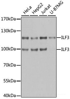 Western blot analysis of extracts of various cell lines using MATN4 Polyclonal Antibody at dilution of 1:3000.