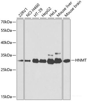 Western blot analysis of extracts of various cell lines using AQP3 Polyclonal Antibody at dilution of 1:1000.