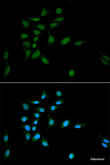 Western blot analysis of extracts of various cell lines using RUNX2 Polyclonal Antibody at dilution of 1:1000.