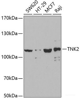 Western blot analysis of extracts of various cell lines using CDC37 Polyclonal Antibody at dilution of 1:1000.