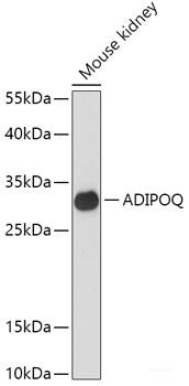 Western blot analysis of extracts of various cell lines using DISC1 Polyclonal Antibody at dilution of 1:1000.