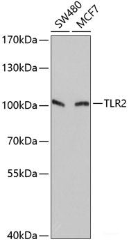 Western blot analysis of extracts of various cell lines using DUT Polyclonal Antibody at dilution of 1:1000.