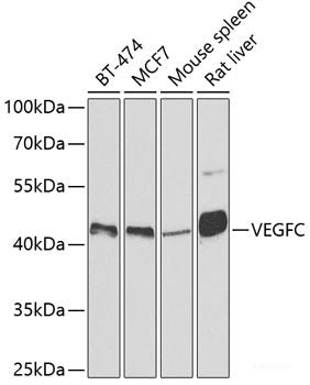 Western blot analysis of extracts of HT-29 cells using CLDN4 Polyclonal Antibody.