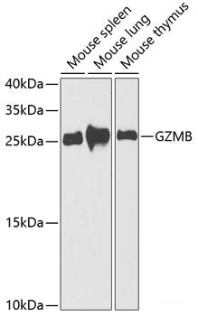 Western blot analysis of extracts of various cell lines using GSN Polyclonal Antibody at dilution of 1:1000.