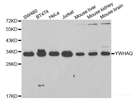 Western blot analysis of extracts of various cell lines using GRM8 Polyclonal Antibody at dilution of 1:1000.