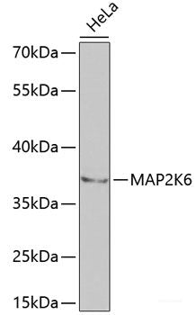 Western blot analysis of extracts of various cell lines using BRAF Polyclonal Antibody.