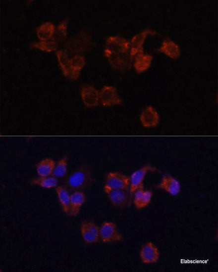 Western blot analysis of extracts of Mouse seminoma using MCT1/SLC16A1 Polyclonal Antibody.