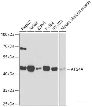 Confocal immunofluorescence analysis of U2OS cells using AKAP8 Polyclonal Antibody at dilution of 1:200. Blue: DAPI for nuclear staining.
