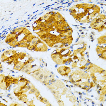 Immunohistochemistry of paraffin-embedded Rat kidney using PPP2CB Polyclonal Antibody at dilution of 1:100 (40x lens).