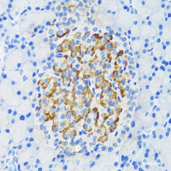 Immunohistochemistry of paraffin-embedded Mouse brain using SLC32A1 Polyclonal Antibody