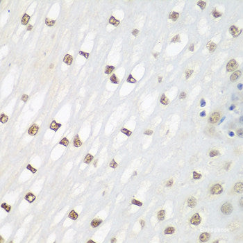 Immunofluorescence analysis of U2OS cells using HLF Polyclonal Antibody at dilution of 1:100. Blue: DAPI for nuclear staining.