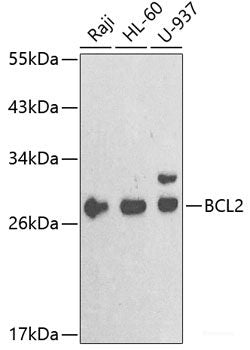 Western blot analysis of extracts of various cell lines using FBXO32 Polyclonal Antibody.