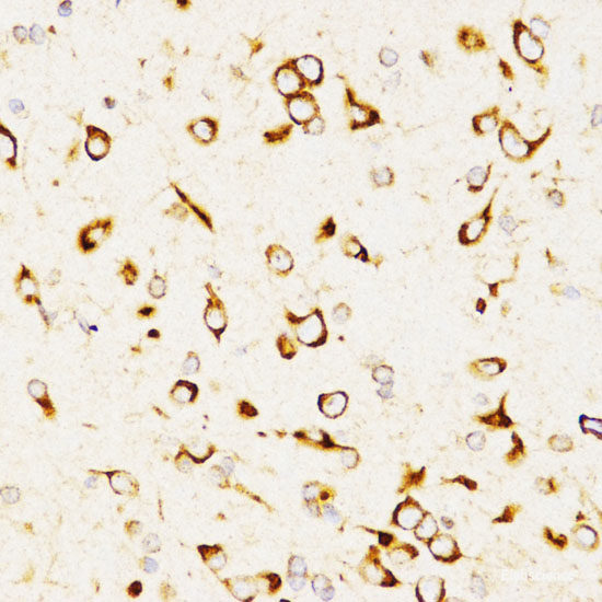 Western blot analysis of extracts of Mouse brain using NFIA Polyclonal Antibody at dilution of 1:1000.
