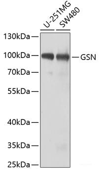 Western blot analysis of extracts of various cell lines using ROR1 Polyclonal Antibody at dilution of 1:1000.