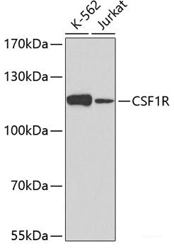 Western blot analysis of extracts of various cell lines using FAM117B Polyclonal Antibody.