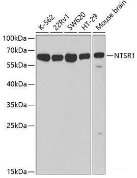 Western blot analysis of extracts of various cell lines using SLC16A2 Polyclonal Antibody at dilution of 1:3000.