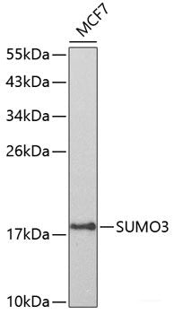 Immunofluorescence analysis of U2OS cells using ANXA7 Polyclonal Antibody at dilution of 1:100. Blue: DAPI for nuclear staining.