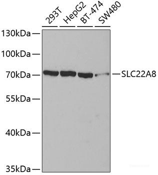 Immunofluorescence analysis of U2OS cells using BBS4 Polyclonal Antibody at dilution of 1:100. Blue: DAPI for nuclear staining.