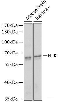 Western blot analysis of extracts of various cell lines using GART Polyclonal Antibody at dilution of 1:1000.